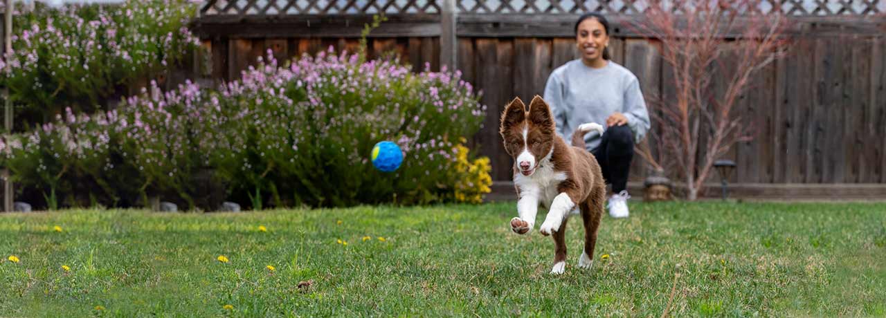 A woman and her Australian shepherd puppy play together in a sunny yard.