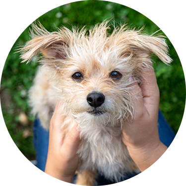 Small mixed breed dog sits in pet parent’s lap at park and looks up.