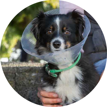 person holding small black and white dog wearing a cone collar