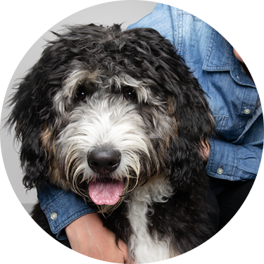 close-up of woman hugging scruffy Bernedoodle dog
